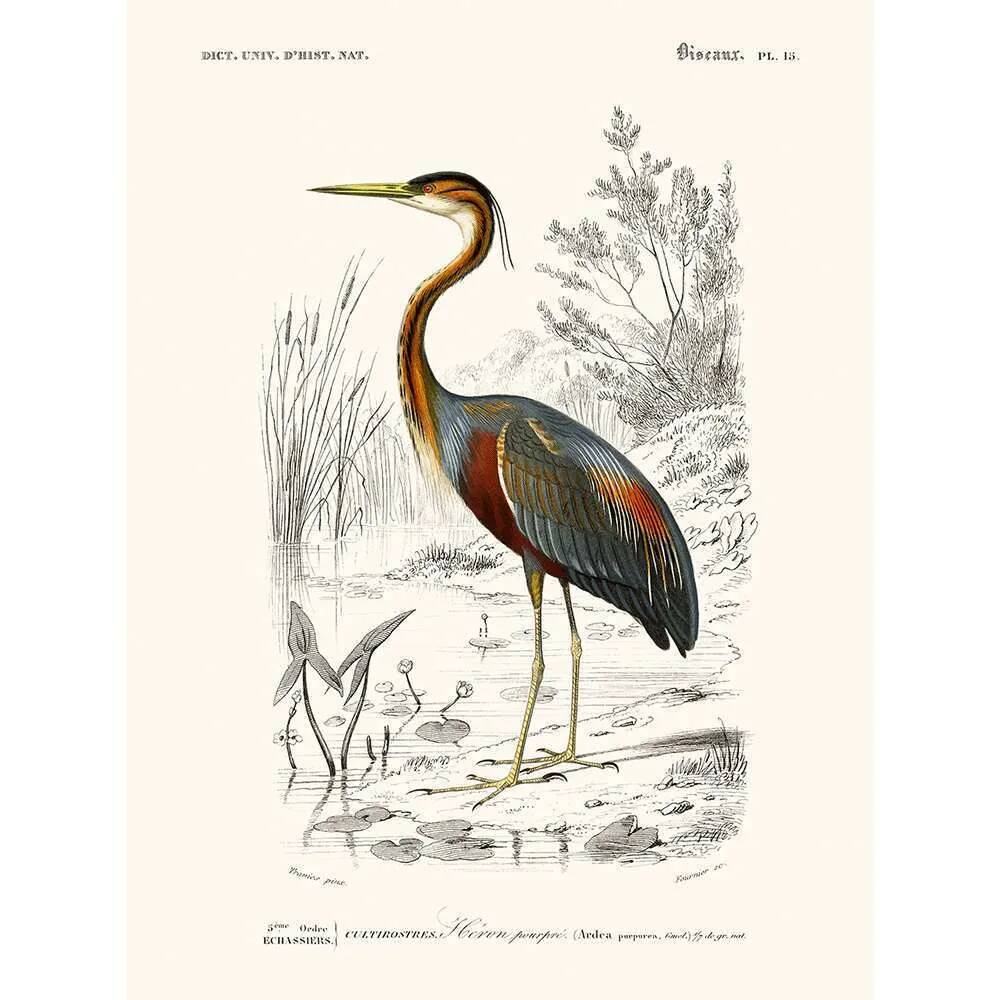Vintage illustration of a purple heron Ardea purpurea wall poster.