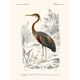 Vintage illustration of a purple heron Ardea purpurea wall poster.