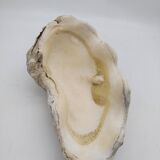 Shell clam.