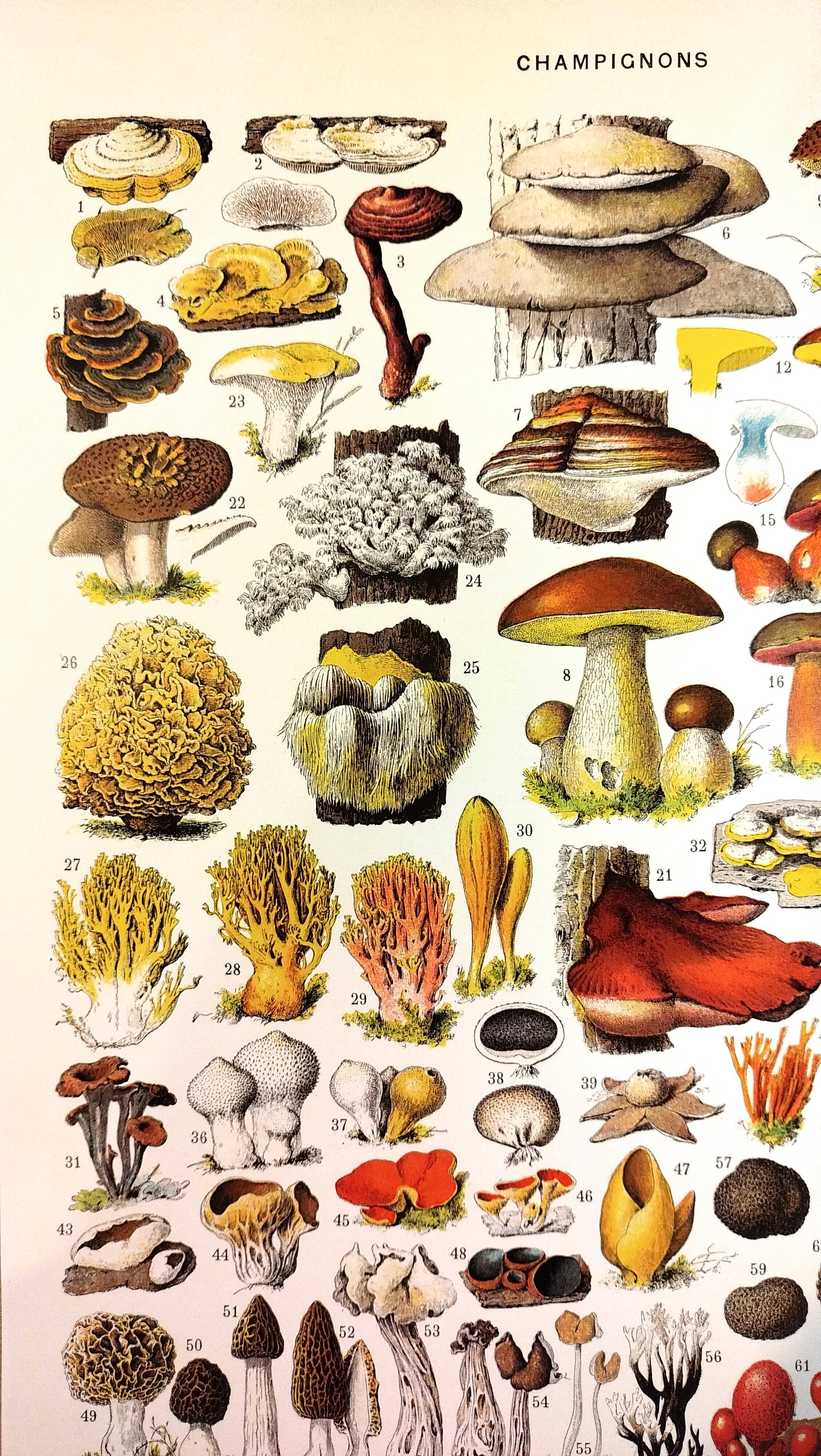 Poster on mushrooms "ceps", from a lithograph from 1928