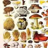 Poster on mushrooms "ceps", from a lithograph from 1928