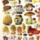 Poster on mushrooms "ceps", from a lithograph from 1928
