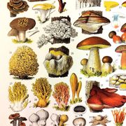 Poster on mushrooms "ceps", from a lithograph from 1928
