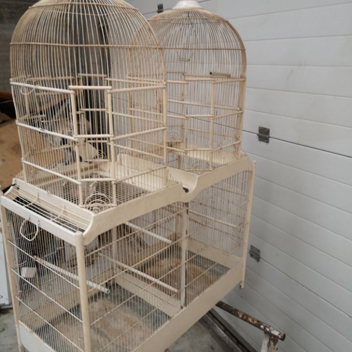 Double cage with birds in wooden metal white rectangular bell tower 1910