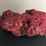 Pink coral