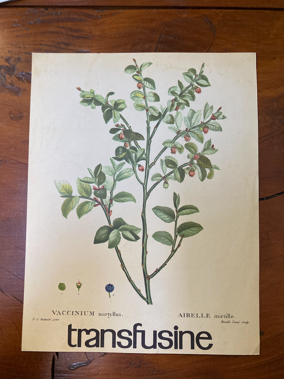 Blueberry botanical poster