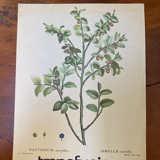 Affiche botanique Myrtille