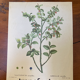 Blueberry botanical poster