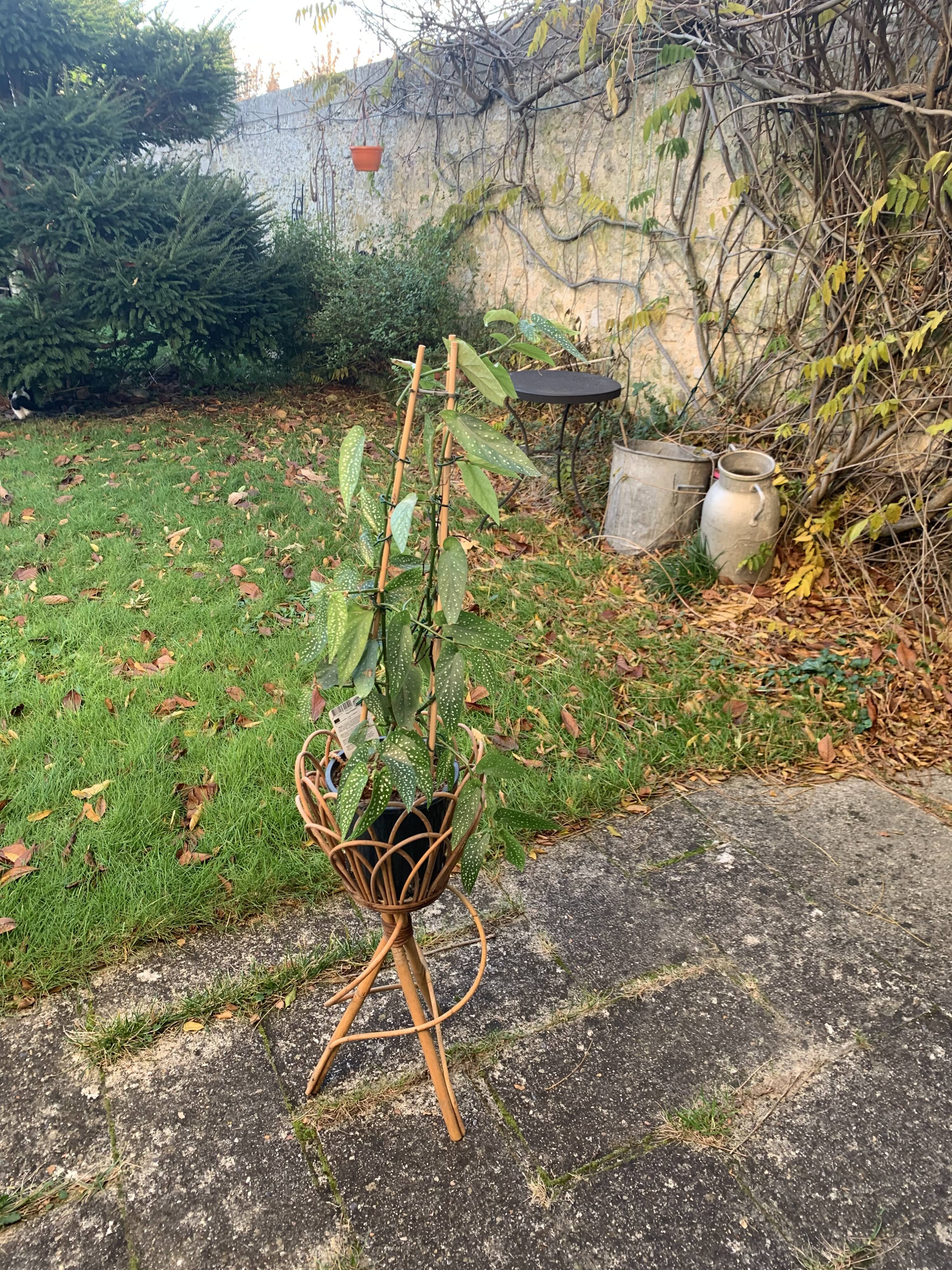 Vintage rattan and wicker plant holder