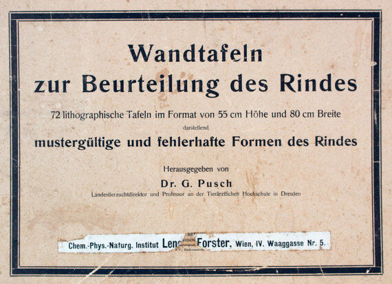 Poster by Dr G Pusch 'Anatomy of cows' 1901