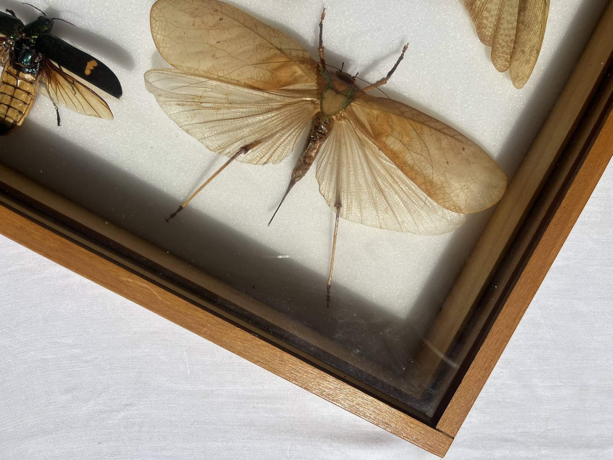 Framed giant insects, entomology collection