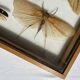 Framed giant insects, entomology collection