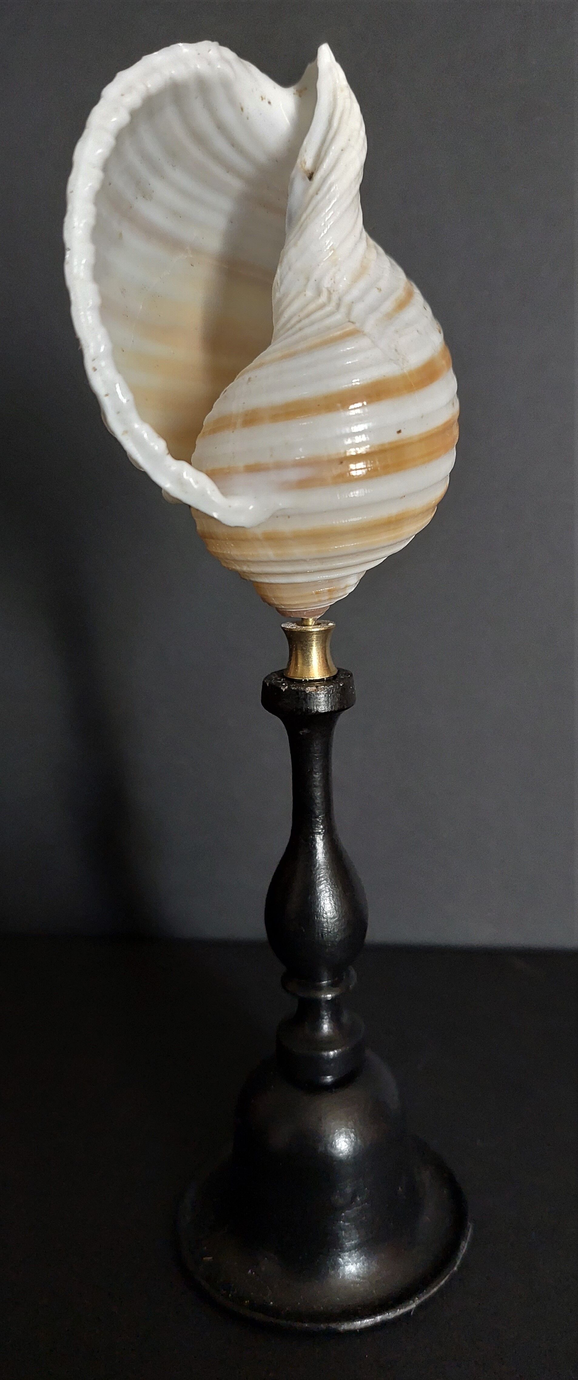 Cabinet of Curiosities shell tonna sulcosa on pedestal