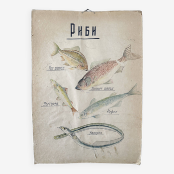 Affiche d’anatomie vintage de poissons des années 1960