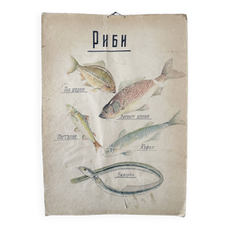 Fishes vintage anatomy poster wall board from 1960's