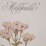 Millefeuille botanical plate