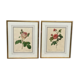 2 lithographies encadrées Rosiers P.J. Redouté