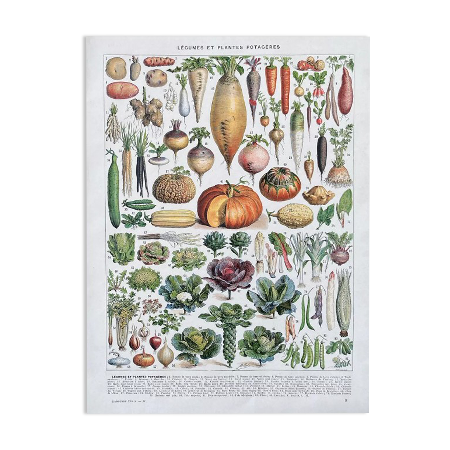 Illustration Millot "vegetables and vegetable plants"