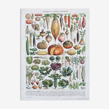 Illustration Millot "légumes et plantes potagères"