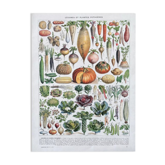 Illustration Millot "légumes et plantes potagères"