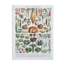 Illustration Millot "légumes et plantes potagères"