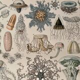 Lithograph on oceanography - 1900