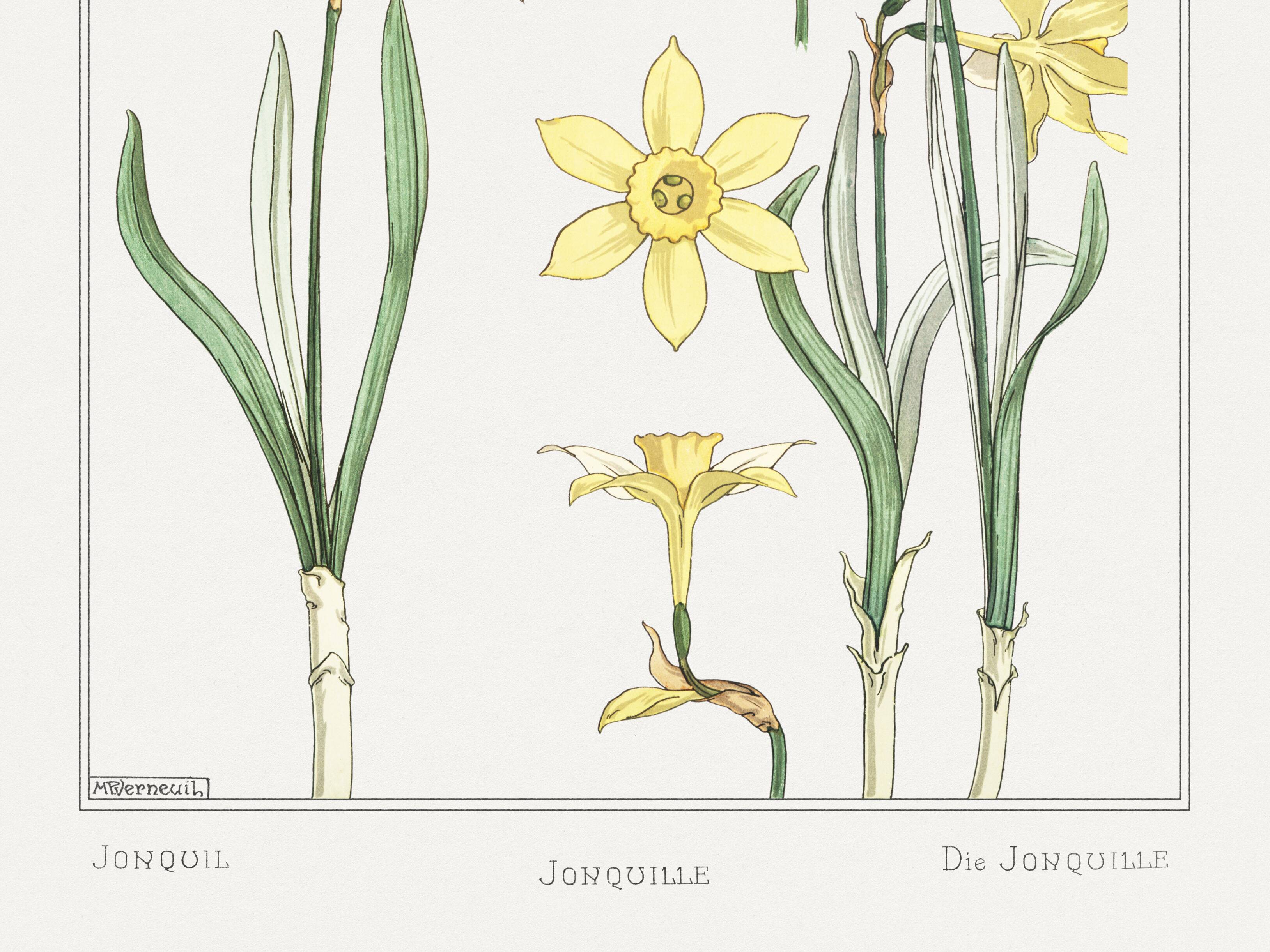 “Daffodil” poster, after an Art Nouveau lithograph from 1897