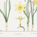 “Daffodil” poster, after an Art Nouveau lithograph from 1897
