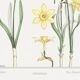 Poster "Daffodil", based on an Art Nouveau lithograph from 1897.