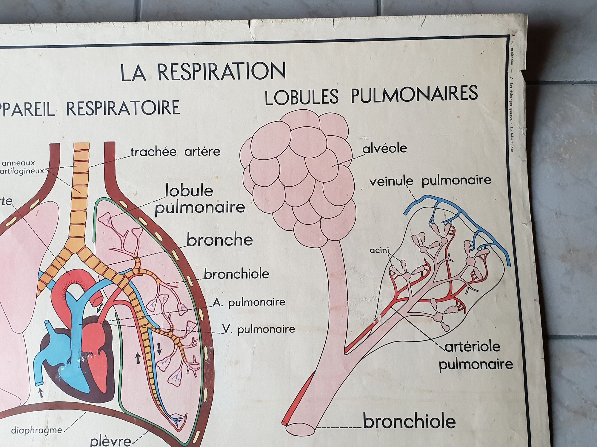 School poster Rossignol