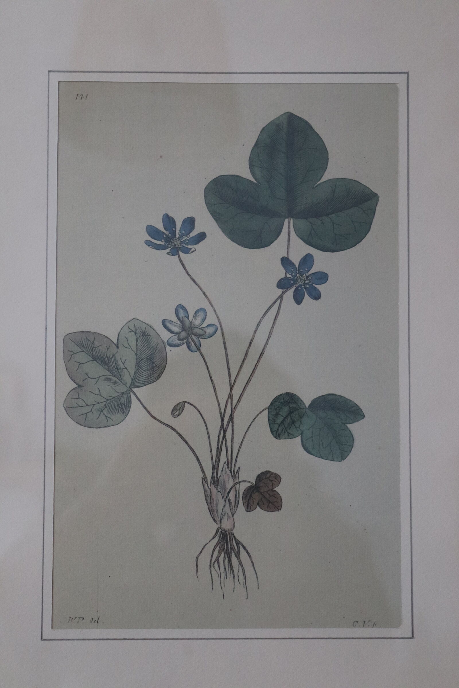 Vintage clover botanical frame
