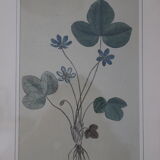 Vintage clover botanical frame