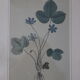 Vintage clover botanical frame