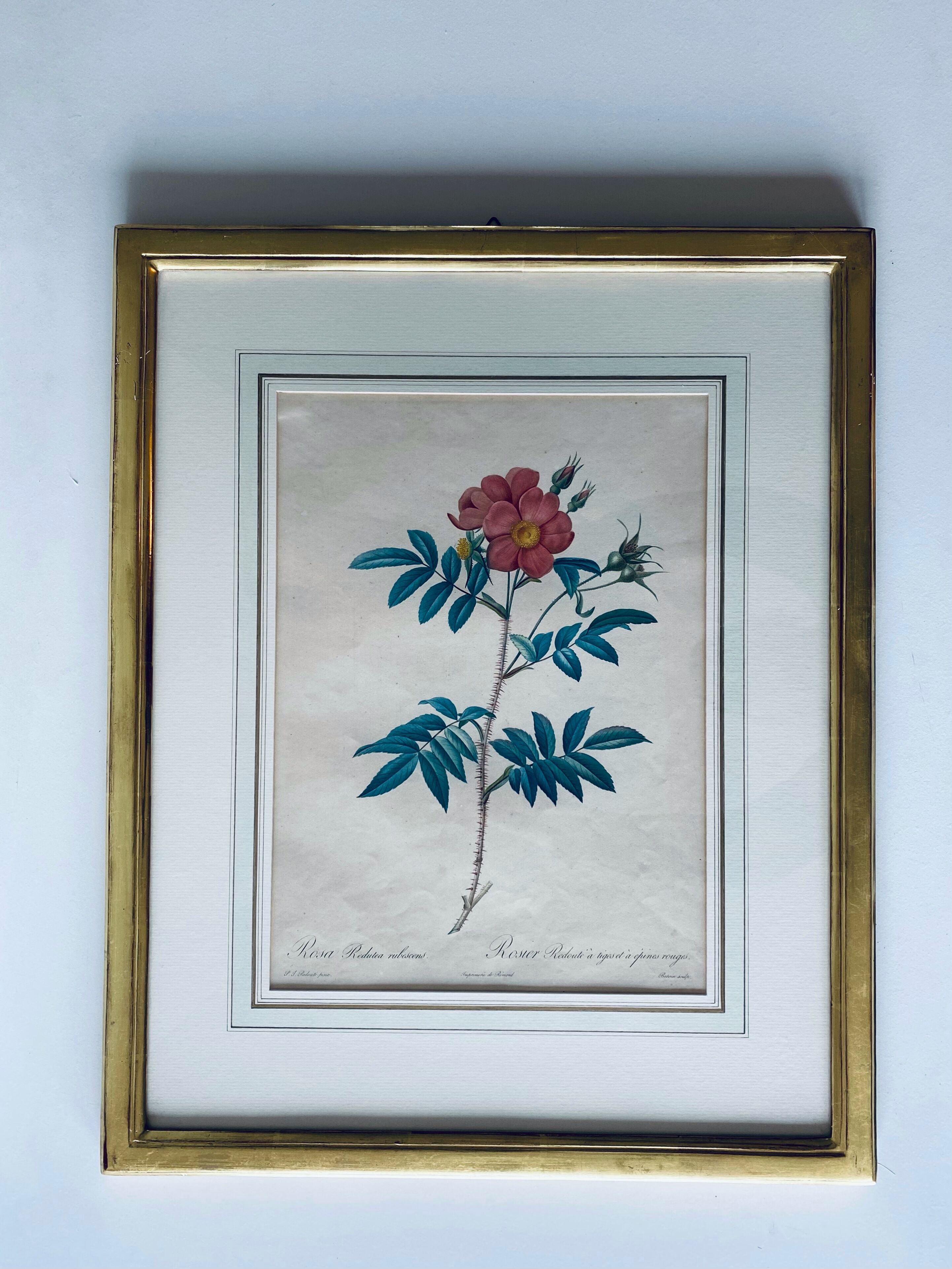 Botanical engraving framed