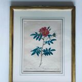 Botanical engraving framed