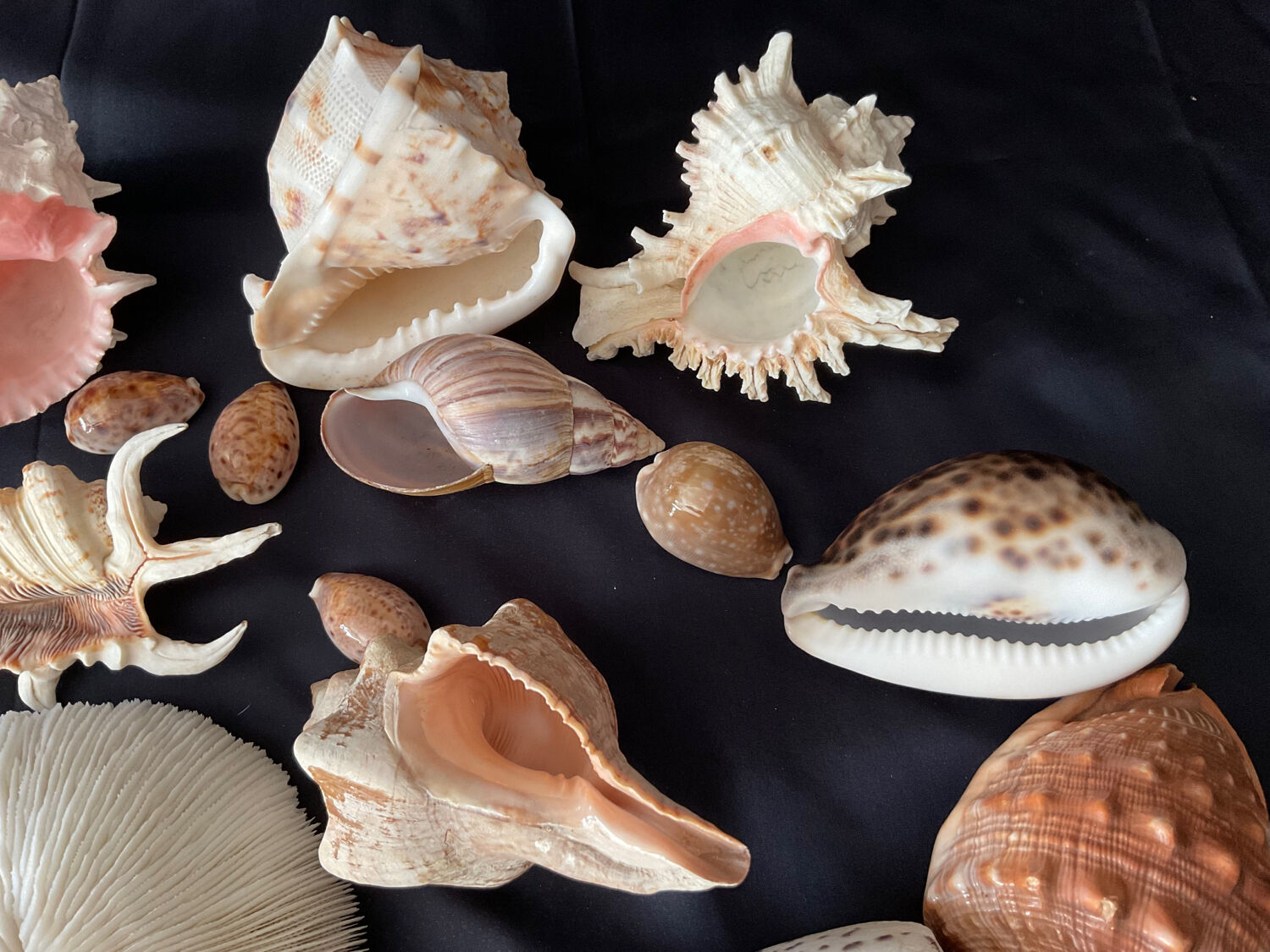 Shell Collection