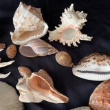 Collection coquillages