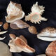 Shell Collection