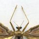 "Libellule" wall light by Jacques Duval Brasseur in brass and agate, 1970.