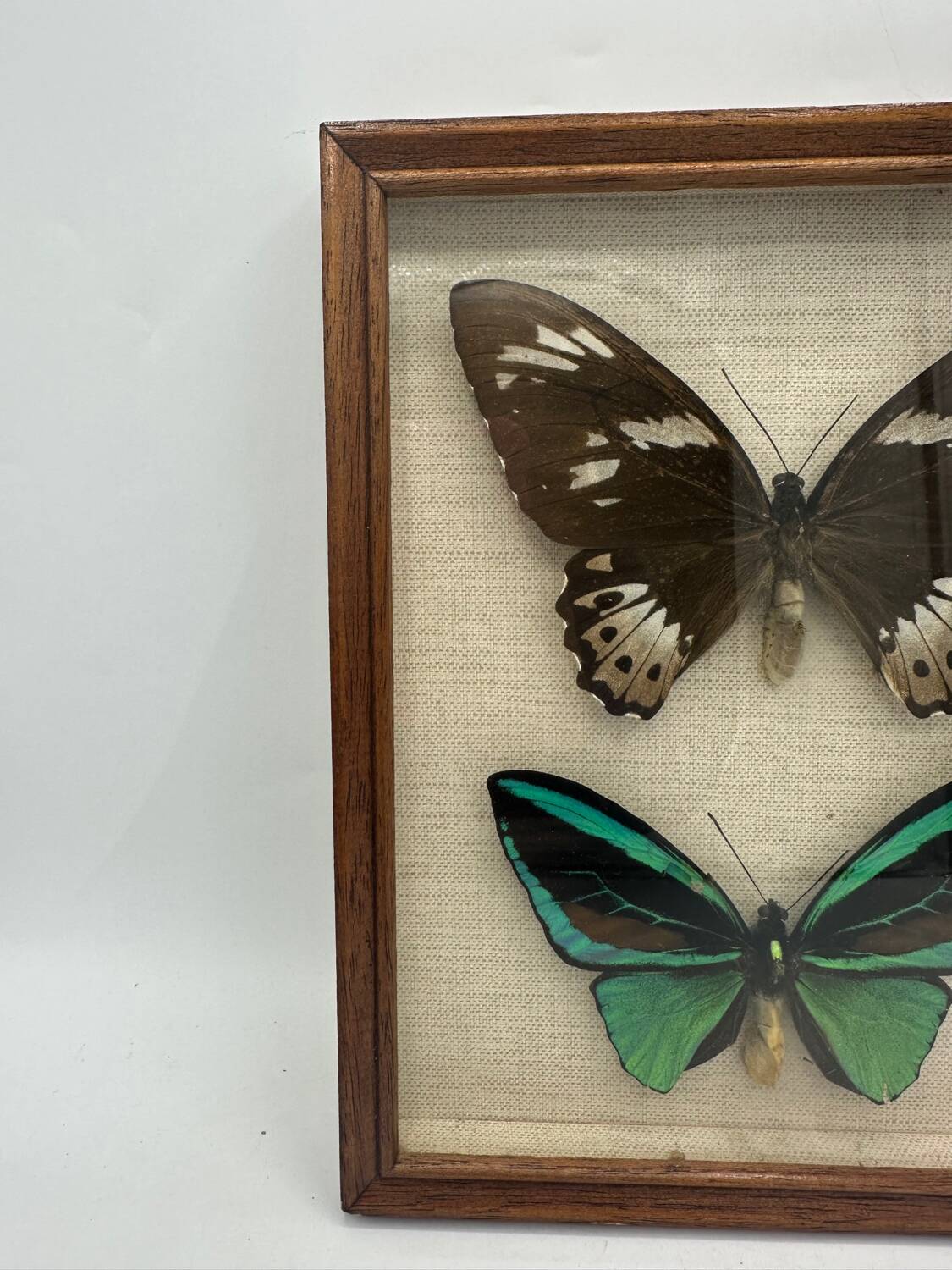 Vintage butterflies frame