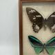 Vintage butterflies frame