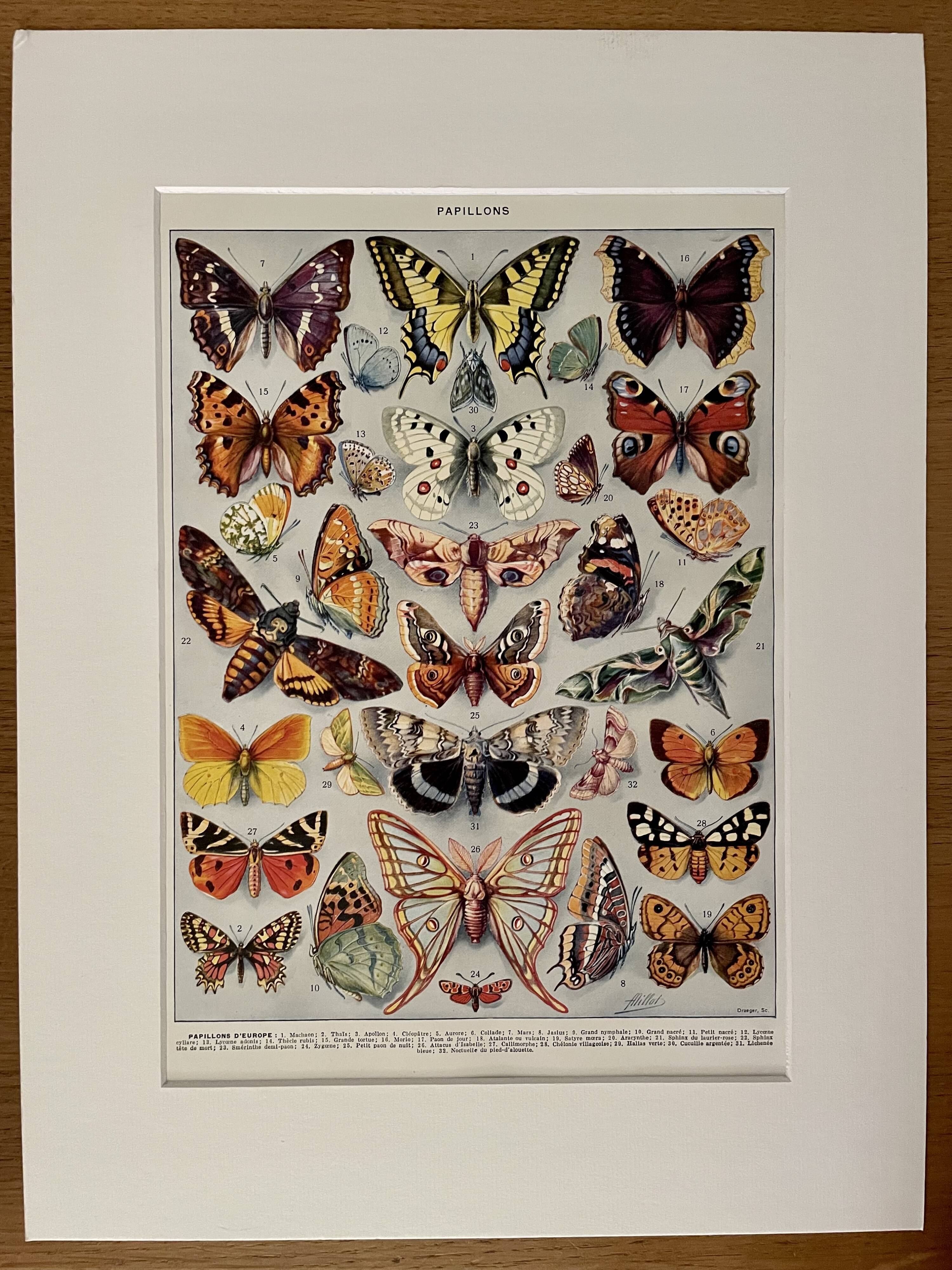 Lithograph on butterflies (Europe) - 1920