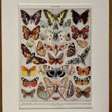 Lithograph on butterflies (Europe) - 1920