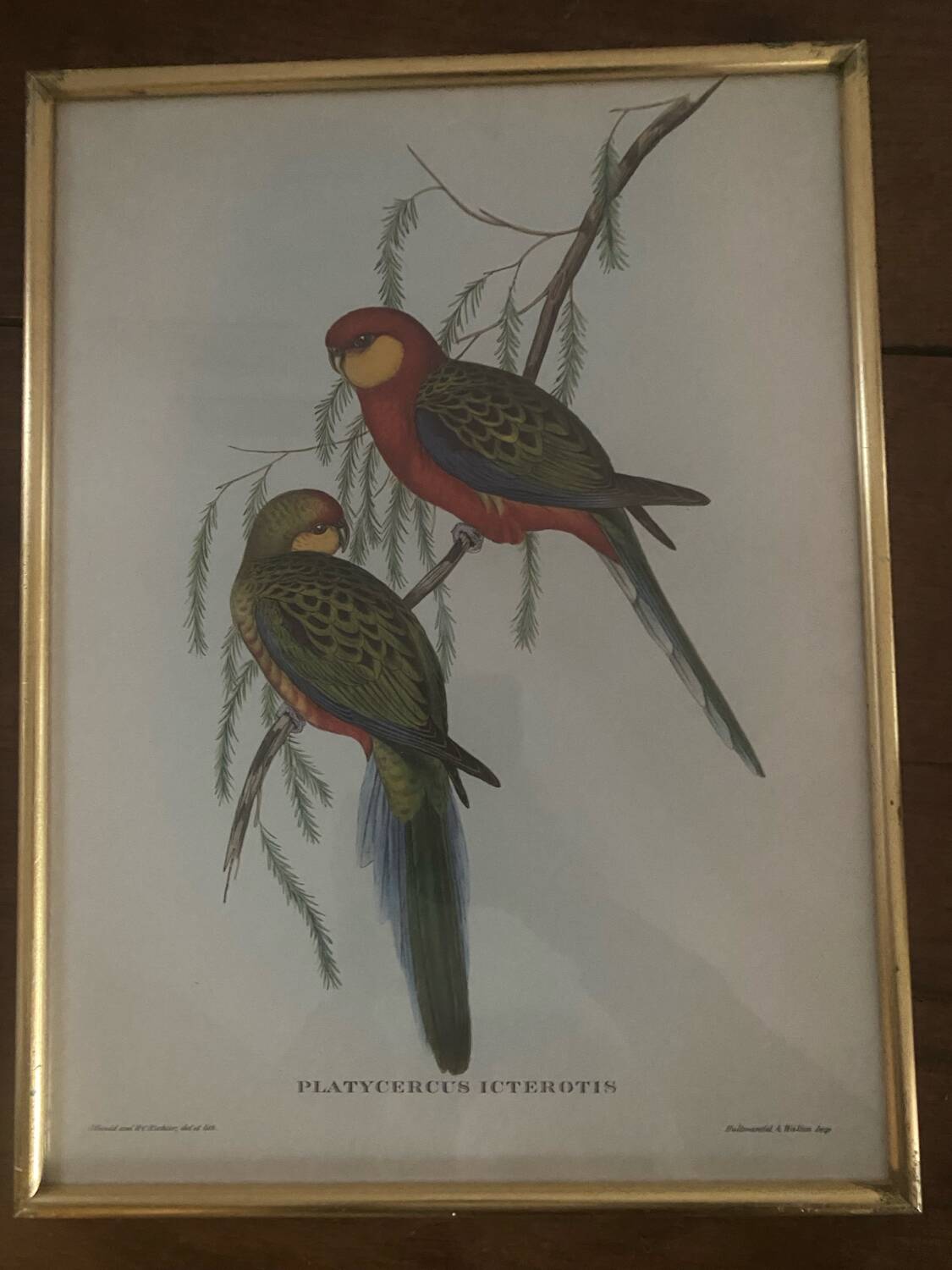 Cadre lithographie Platycercus Icterotis de J Gould & H C Richter