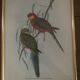 Cadre lithographie Platycercus Icterotis de J Gould & H C Richter