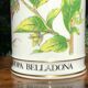 Pharmacy pot "Atropa belladona"