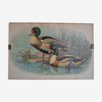 Vintage animal print ducks