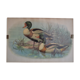 Vintage animal print ducks