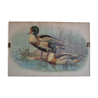 Vintage animal print ducks