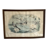 Large framed antique zoological engraving "The Washerwoman"